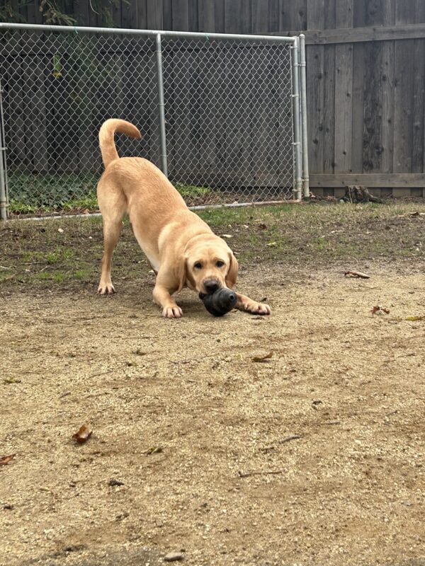 Belvedere is in a play bow with a Kong in his mouth facing the camera, He is in a outdoor play yard with a chain link and wooden fence in the background.