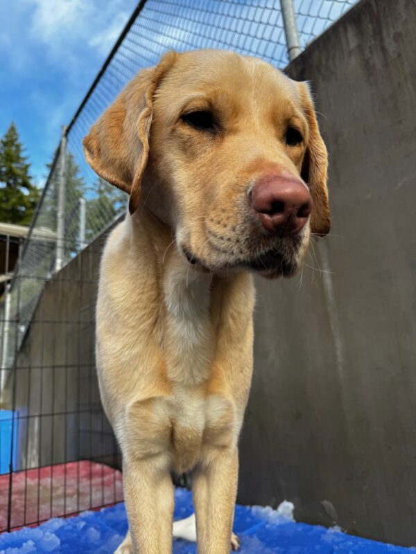 Brian stands on a blue play structure in the community run area in slushy snow. The kennel wall and fence stretch out behind him and the sky is clearing up.
