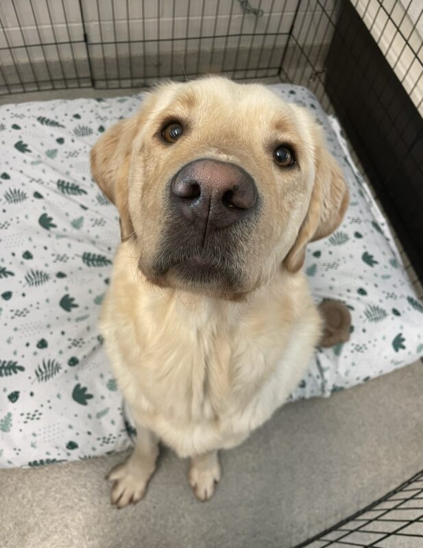 <p>Yellow lab/Golden Cross