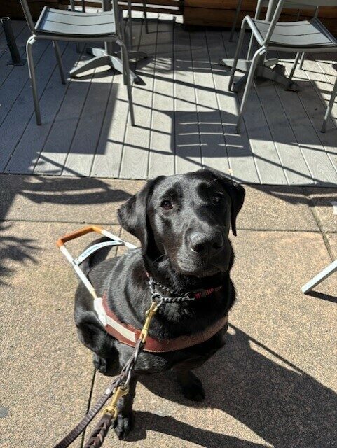 Chance sits in harness in an outdoor patio. He is sitting up straight and looking at the camera. There are tables and chairs visible around him.