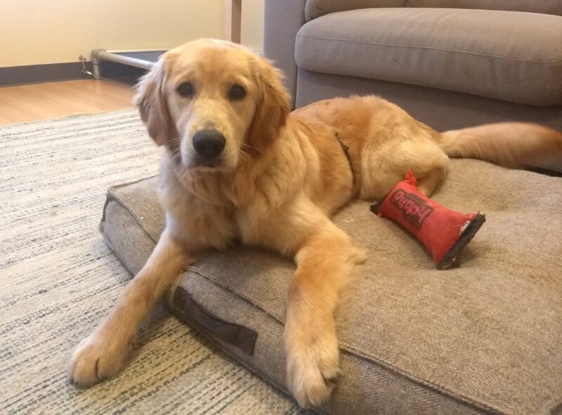 Fluffy golden colored Cami is laying down on a big comfy dog bed staring at the camera and her favorite red toy is close by.