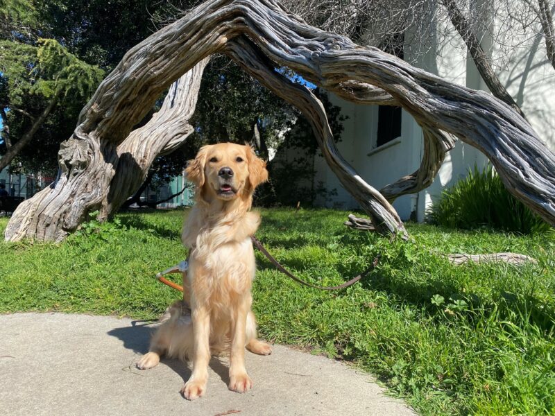 Catalina sits regally while wearing her harness. There are trees in the background.