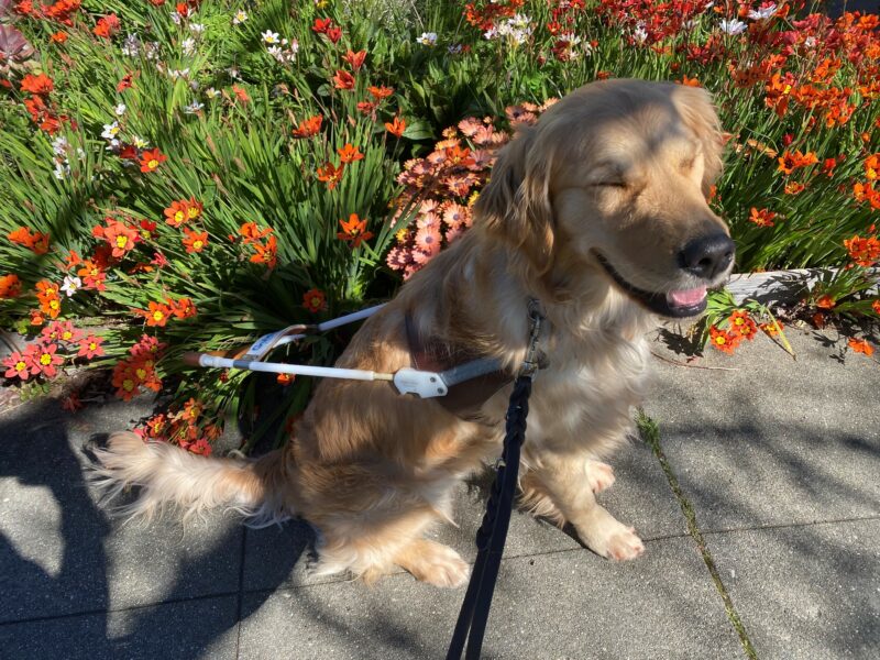 Catalina squints at the sun as she sits on the sidewalk in harness. There are orange flowers in the background.