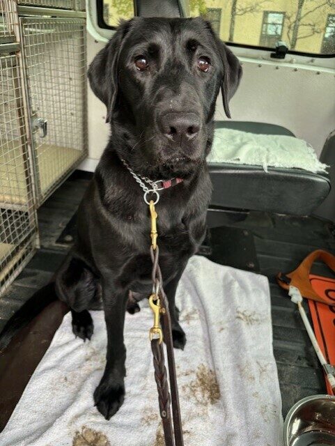 After a muddy, raining route Chance wipes his paws on a towel in the training van. Chance is sitting on a towel in the middle of a training van. There are crates visible behind him.