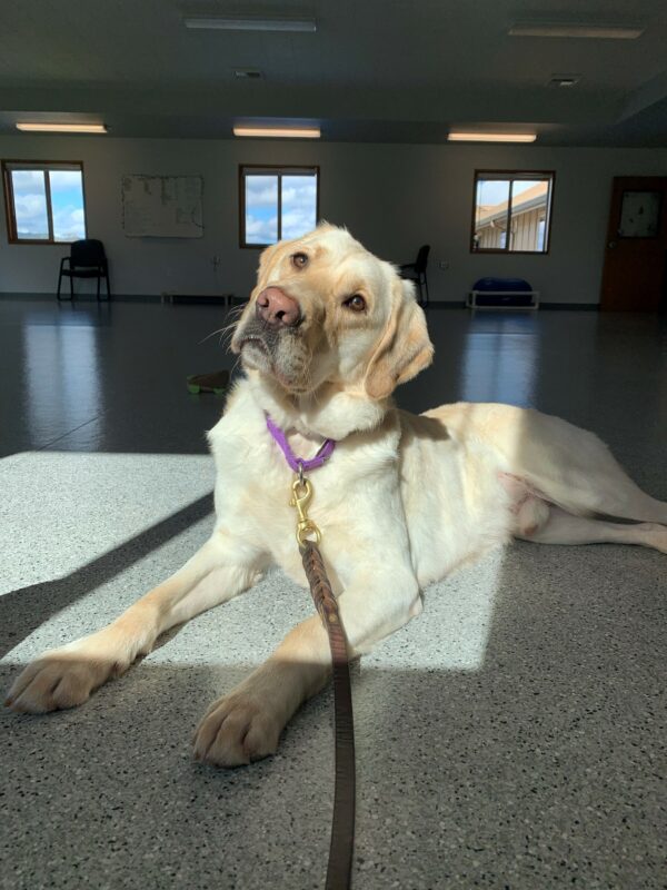 Yellow Lab Cliff laying in a sunbeam, he has his head tilted.