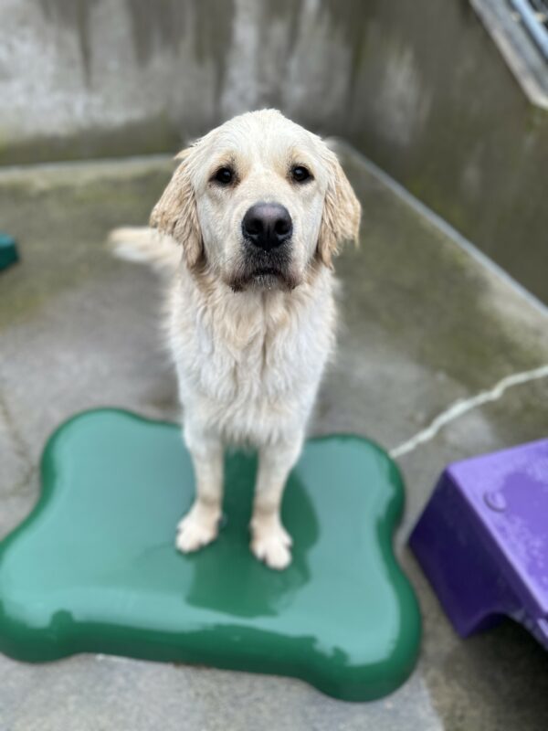 Male yellow lab golden cross (long-coated), Dennis, has his front paws on a green bone shaped play structure. He is off-leash in a fenced in community run area.