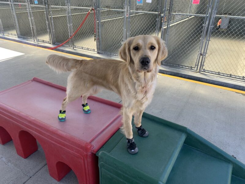Diane stands on a community run play structure while wearing all four boots.