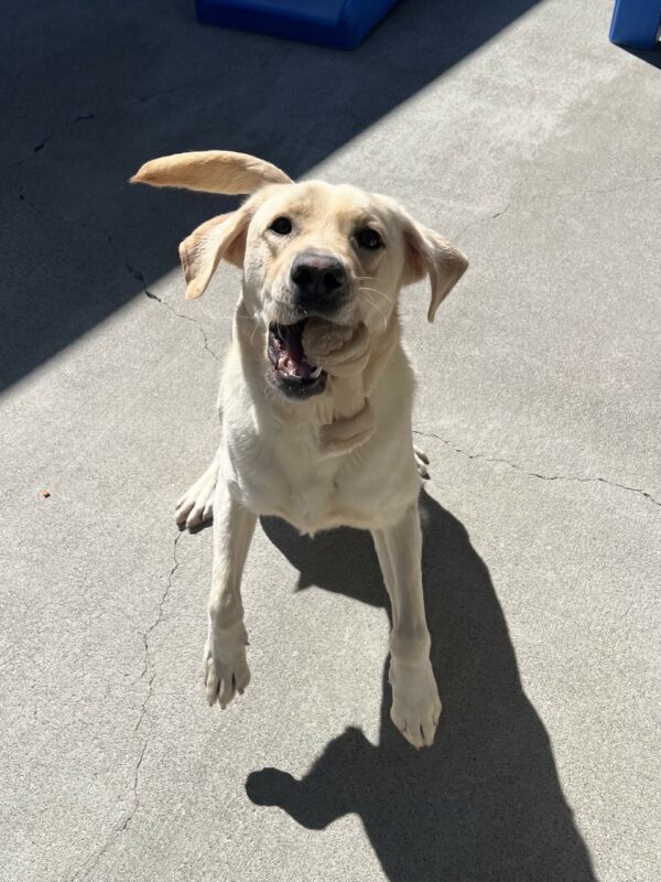 Edison is in the community run section of the kennels. He has a bone in his mouth and is mid-jump. He is looking up toward the camera.
