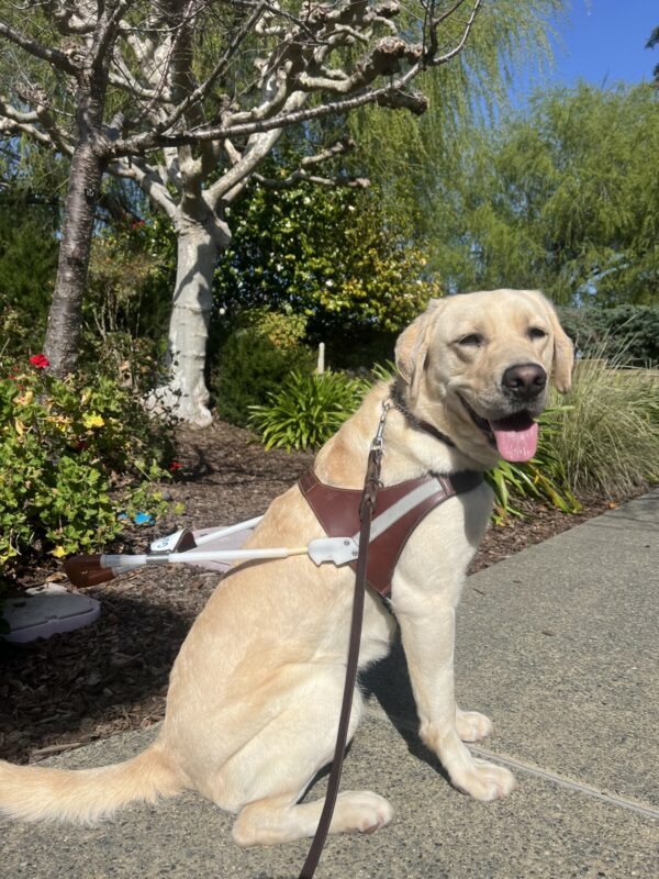 Edison is sitting on a pathway, in front of a flower bed. He is looking over his shoulder toward the camera. He is wearing his guide dog harness.