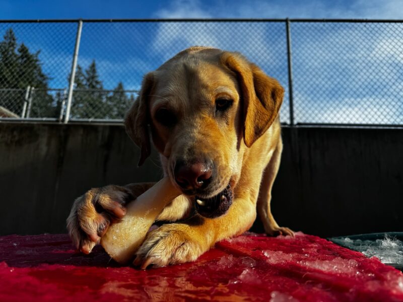Eldon, a yellow lab, lays on a red play structure in community run area which is covered in slushy snow. He is chewing on a bone that he is holding between his paws. The CR fence can be seen behind him.