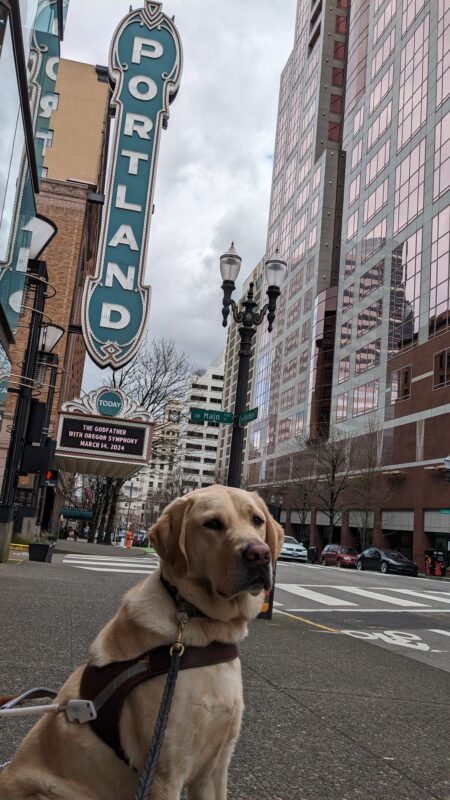 Eldon sits in his harness on the sidewalk in downtown Portland. The city street, buildings and an iconic Portland sign can be seen behind him.