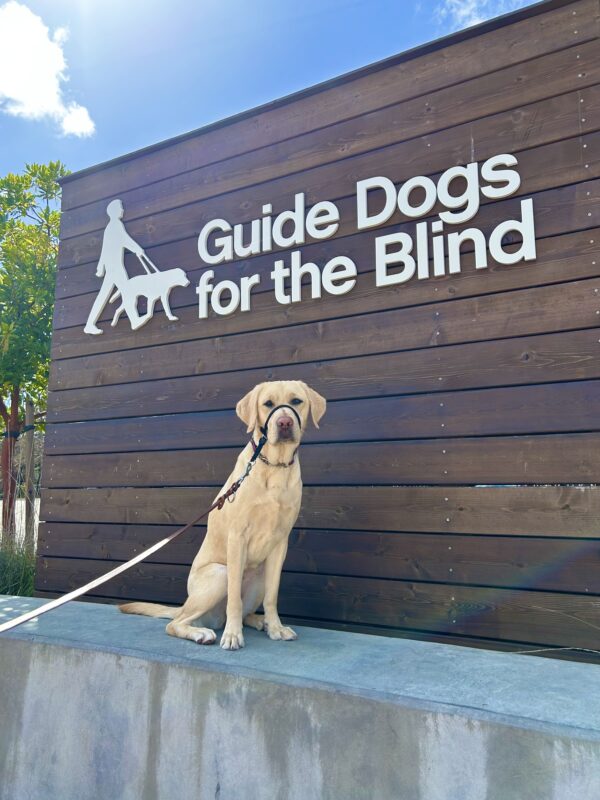 Female Yellow Labrador Emery poses for a picture in front of a wooden sign that says Guide Dogs for the Blind. She is sitting on a ledge and wearing a gentle leader.