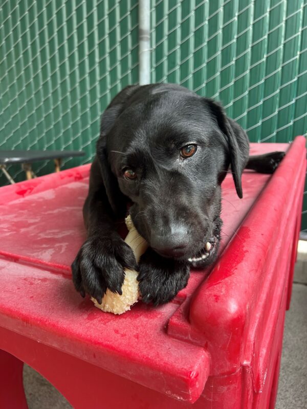 Enola lays on a red play structure in community run while chewing on a nylabone. Her front two paws hold the bone in the optimal spot for her to chew on.