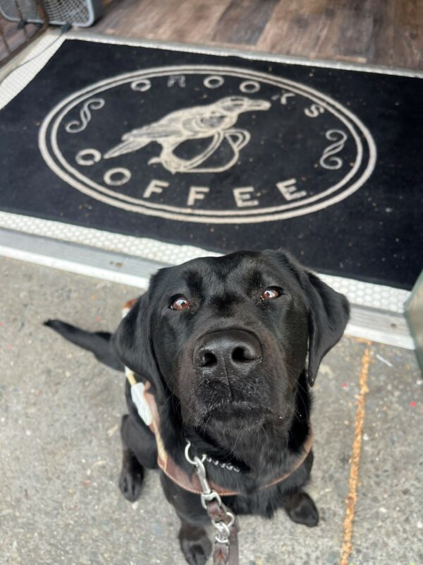 A close up picture of Enola's face with her light brown eyes staring directly into the camera. She is sitting while wearing her GDB harness. In the background is a black rug on the floor with the words