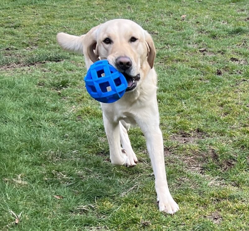 <p>Felton is caught mid-stride, running in the backyard at his foster home. His tail and ears are up excitedly as he runs in the grass carrying a blue holee-roller ball.</p>