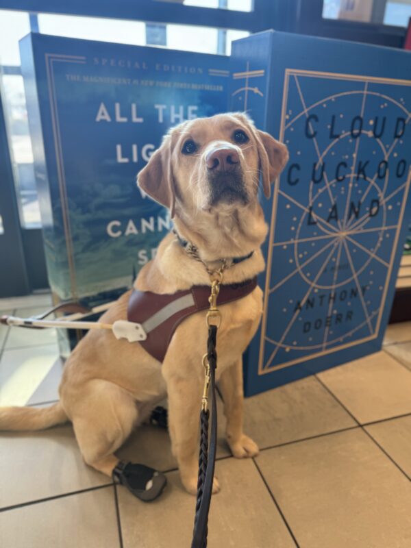 Yellow lab, Fendi, sits in front of a display of two large books. She is wearing her harness and two black boots on her hind feet. She is looking into the camera seriously.