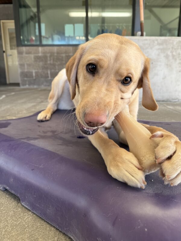 Fendi lies on a purple bone-shaped play structure while chewing on a bone.
