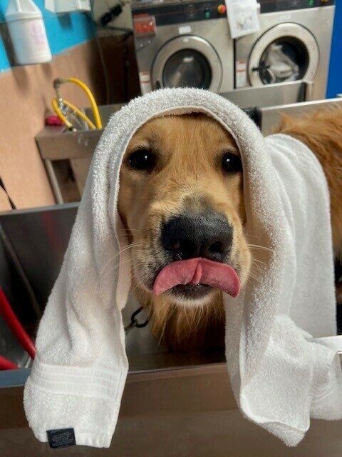 <p>Finland licks his nose after his bath. He has a white towel draped over his head.</p>