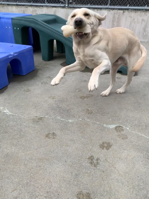 Male yellow lab