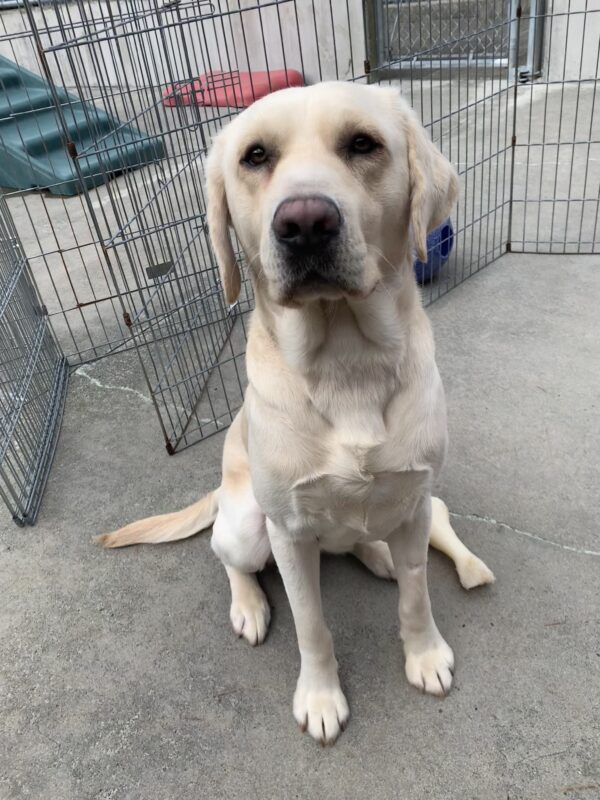 Male yellow lab