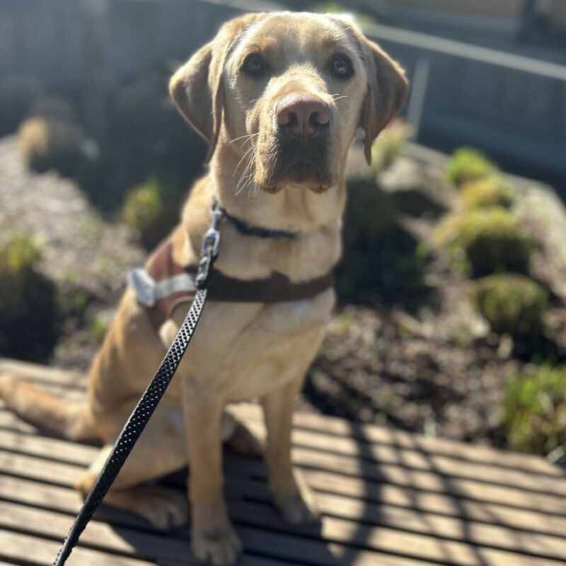 Flynn, a male yellow lab, sits on a wooden bench wearing his guide dog harness. He is looking towards the camera.