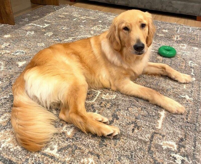 Golden boy Fresno is laying on a carpet with a green toy close to him.