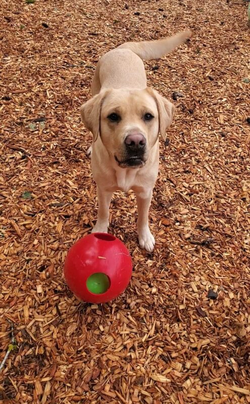 Gazpacho is standing in a play yard on campus with a red Jolly Ball at his feet. He is wagging his tail and his mouth is slightly open as he looks at the camera.