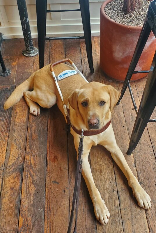 Gazpacho is laying on the wood floor of a coffee shop with tables and chairs around him. He is looking up at the camera and is wearing his harness.