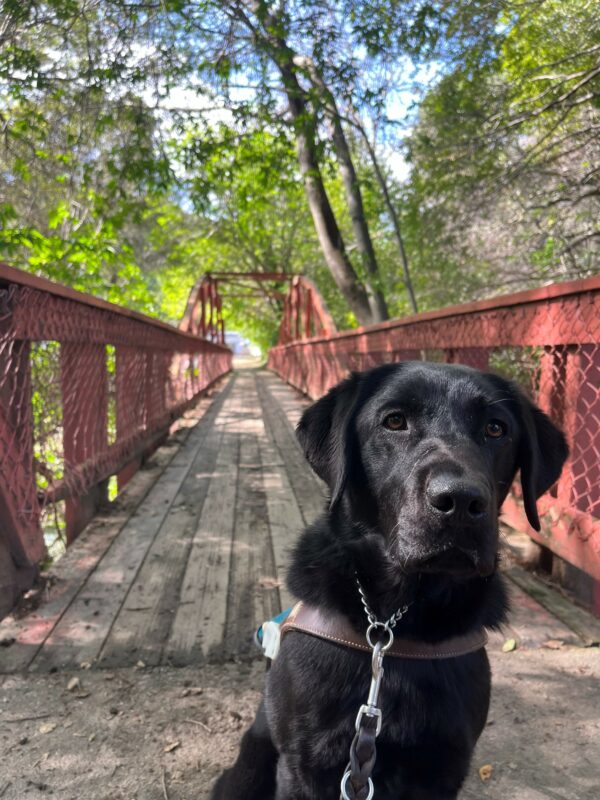 Gemstone is pictured sitting in harness, looking directly at the camera. There is a long red metal bridge behind her residing over a small stream. There are large green trees and a bright blue sky.