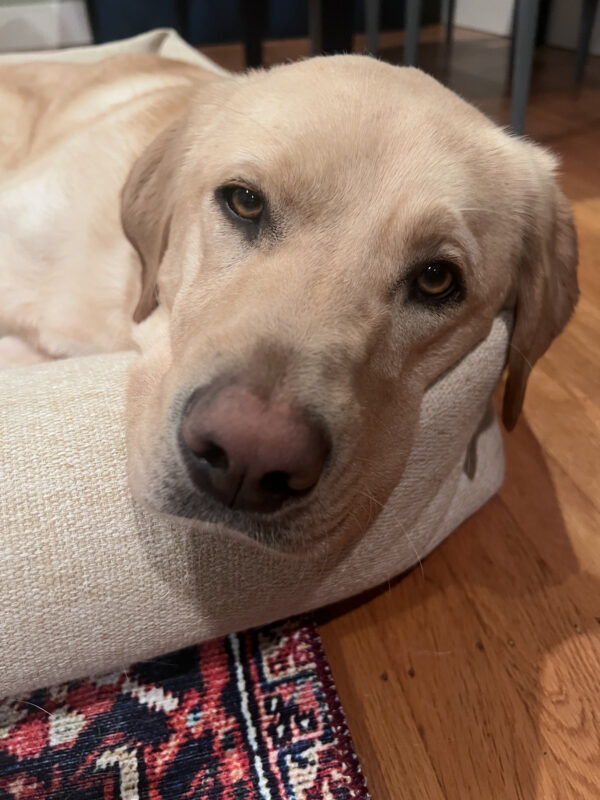 <p>Glimmer relaxes on a cream-colored dog bed in her foster home. Her eyes look heavy as if she is about to fall asleep.</p>