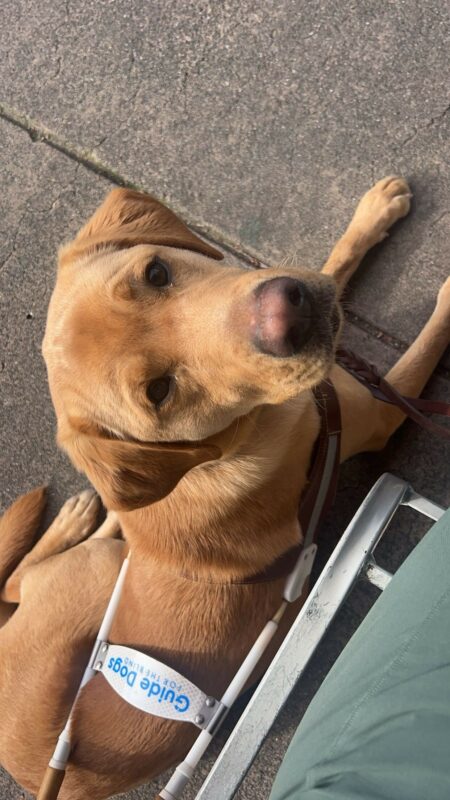 Groot is laying down in his Guide Dog's for the Blind harness. He is staring up into the camera.
