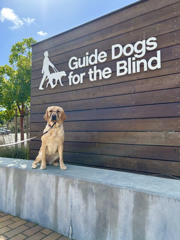 Female Yellow Labrador Harlow poses in front of a wooden sign bearing Guide Dogs for the Blind's logo. She is sitting looking at the camera and wearing a Gentle Leader.