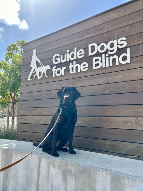 Female Black Labrador Havana poses in front of a wooden sign bearing Guide Dogs for the Blind's Logo. She is sitting looking at the camera and wearing a Gentle Leader.