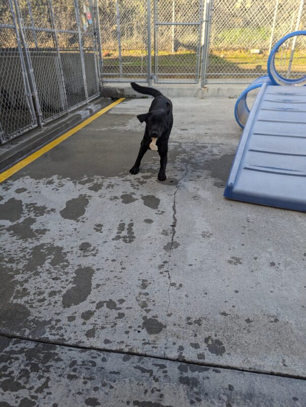 Herschel is in the middle of zoomies in community run with a bone in his mouth. Blue play structures can be seen to the right.