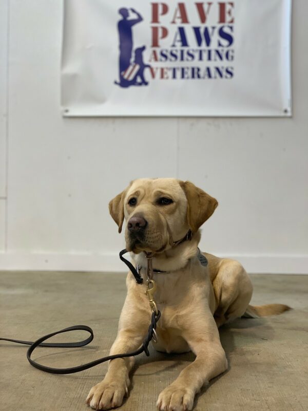 Yellow Lab Honesty laying attentively on the floor. A sign for PAVE is on the wall behind her.
