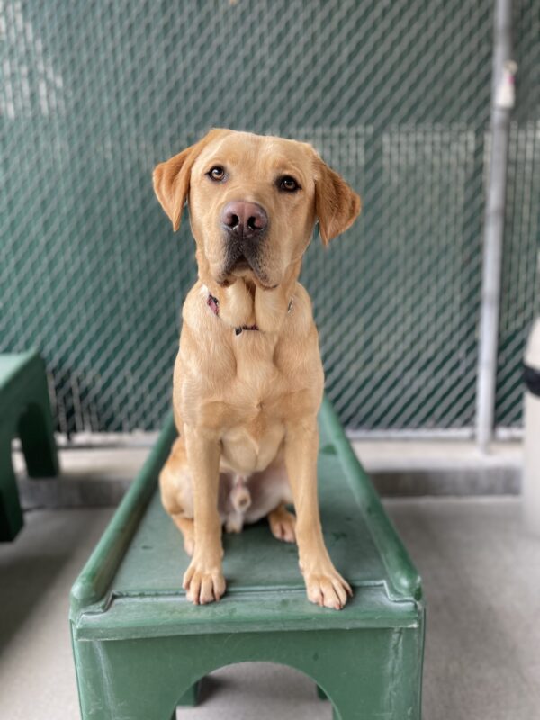 Huey sits looking at the camera. He is sitting on a green play structure during Community Run.