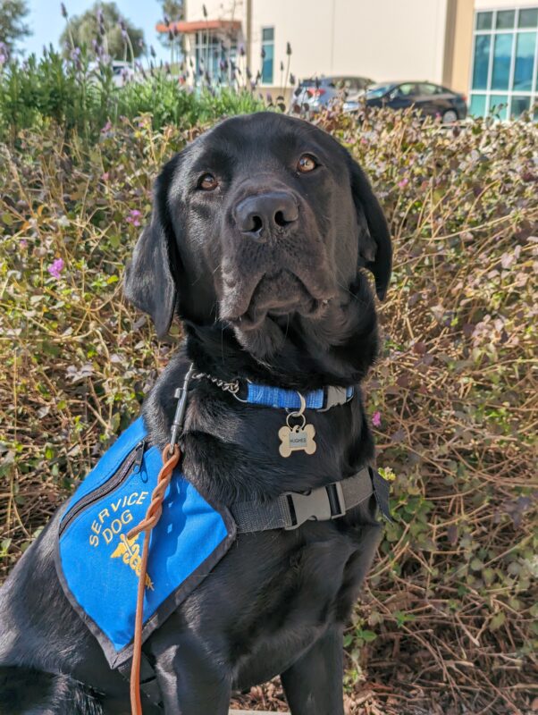 Black Lab Hughes is sitting down in front of a large bush. He is wearing his blue service dog jacket.