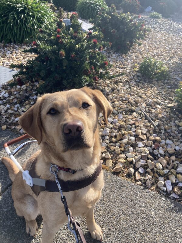 Ceviche sits in harness facing the camera with a focused look on her face. Behind her is a nice landscape of rocks and bushes.