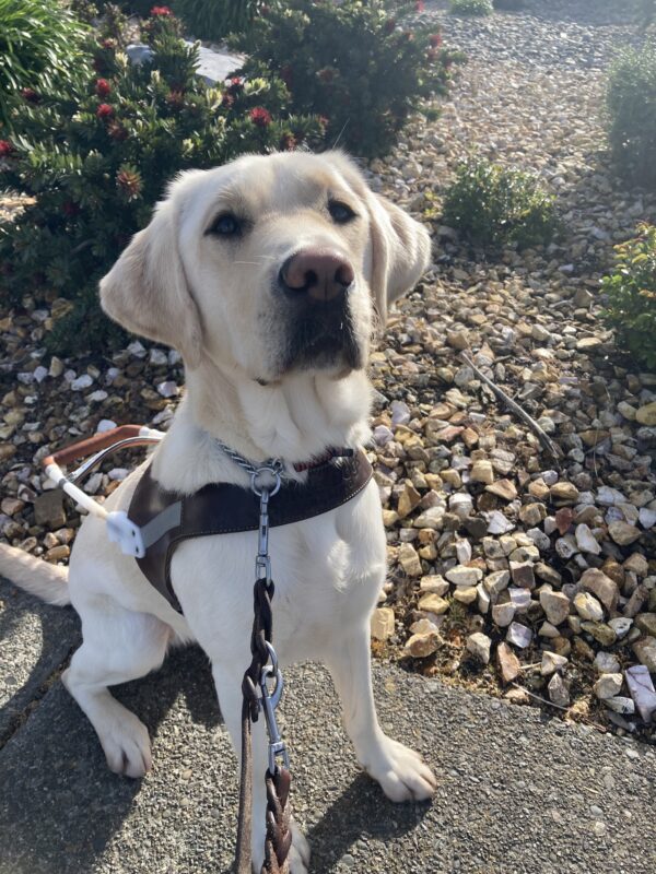 Laurie sits in harness facing the camera with a focused expression on her face.