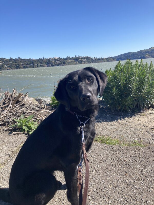 Francesca sits facing the camera with the Bay water in the scenery behind her.