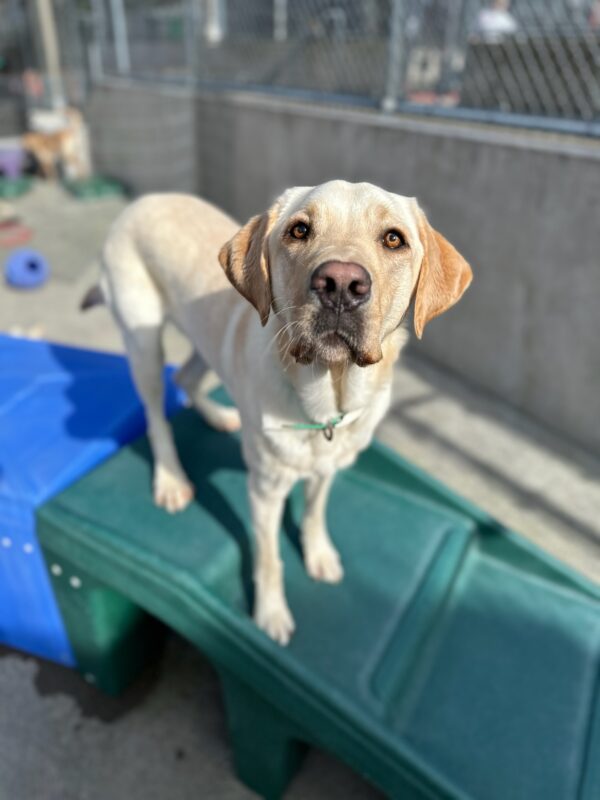 A yellow Labrador Retriever stands on green, plastic playground equipment in community run. He is looking up into the camera with a calm expression on his face. Around his neck, Jetson wears a green collar.