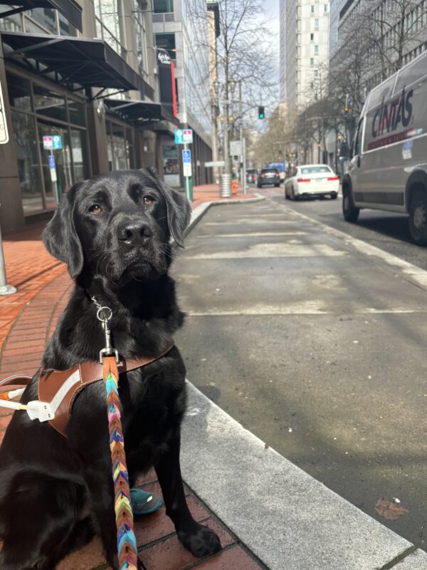 A black lab, golden cross sits in a harness with a multicolored leash outstretched towards the camera. He is looking into the camera as he sits on a red-bricked sidewalk in a city. Behind is a wet city street with cars, surrounded by large buildings.