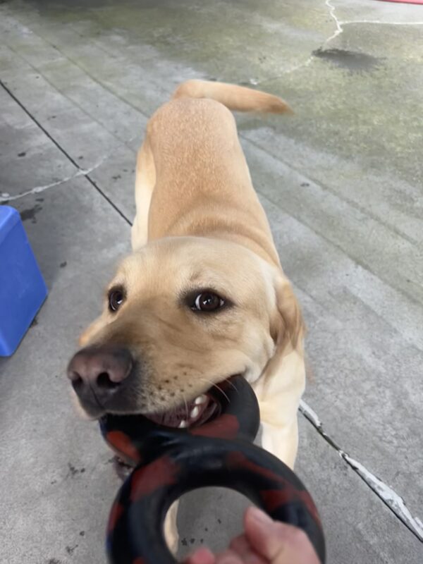 A yellow lab looks into the camera with a black rubber toy in his mouth. He is in mid-tug with his instructor and has a determined look on his face. Behind him is cement and a blue play structure,