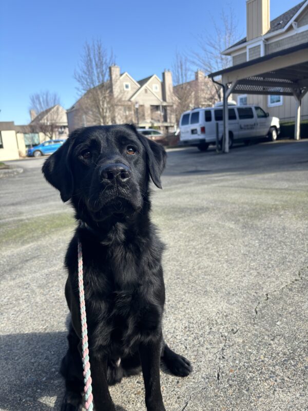 A black lab, golden cross sits on a cement parking lot looking into the camera on a sunny day. A pink leash is outstretched toward the camera and a GDB training van is behind him along with some houses.