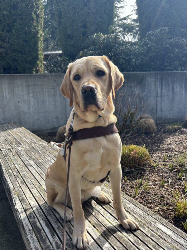 A yellow lab sits on a wood bench on the Oregon campus with a harness on. Behind him is a garden bed
