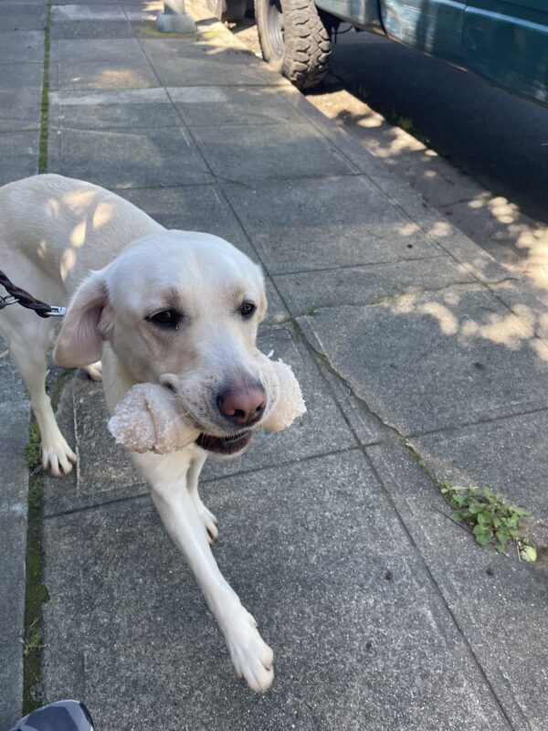 Laurie walks towards the camera with a Nylabone in her mouth.