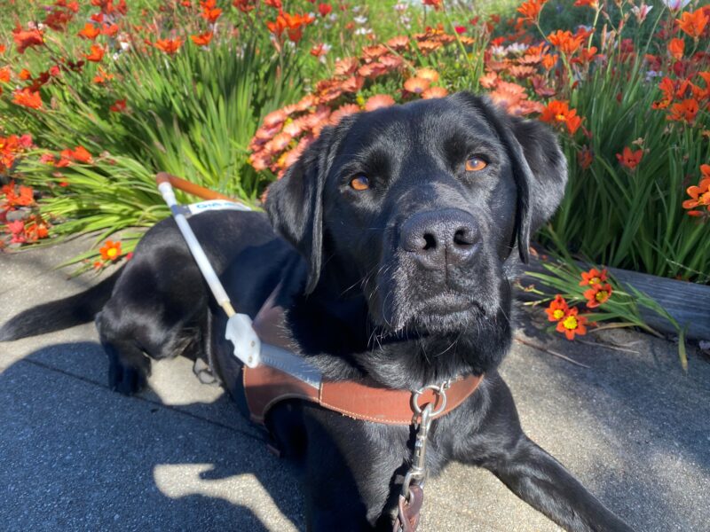 In this close up shot, Jamboree stares at the camera with the sun illuminating her shiny, black coat. She is wearing her harness while in a down position on the sidewalk. There are orange flowers in the background.