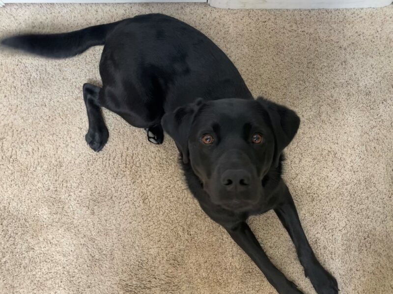 Jamboree is relaxing as she lies on the carpet looking up at the camera.