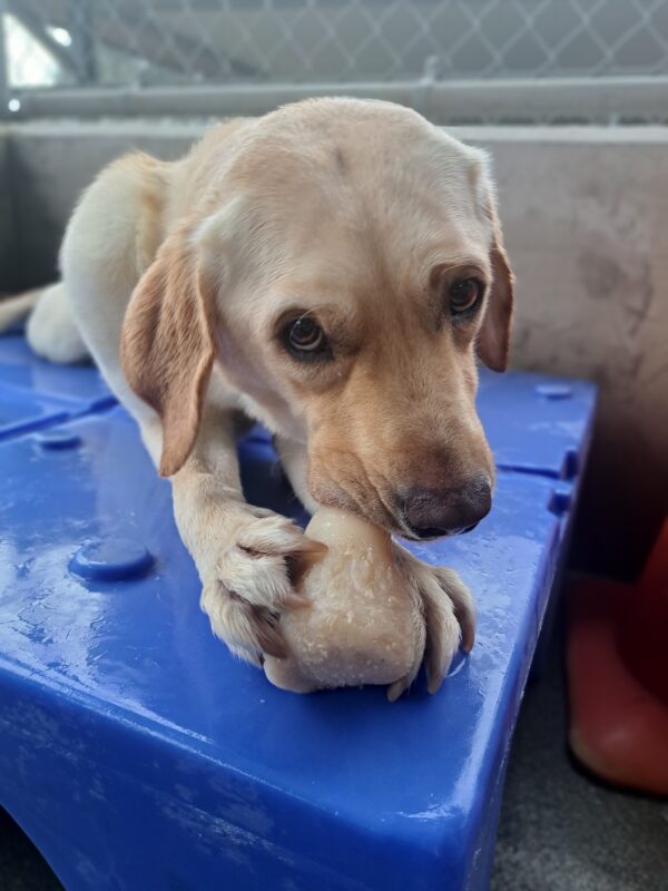 Yellow lab (Janessa) chewing on a bone looking at the camera lying down on a blue play structure.