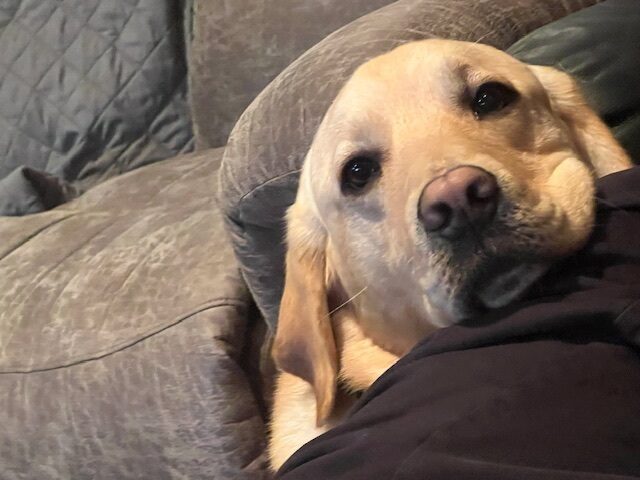<p>Jersey relaxes with his head on the lap of his foster care provider.</p>